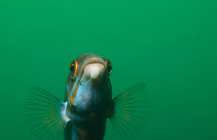 Natura 2000 network: MARINE WILDLIFE