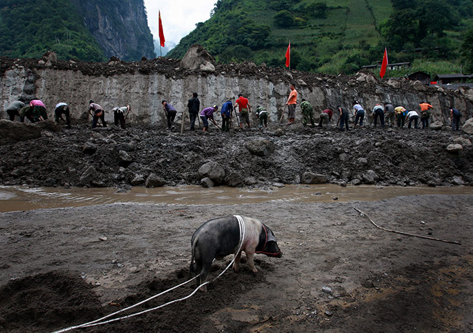 24 hours: A pig stand on the mud while people work on a landslide hit Gongshan county
