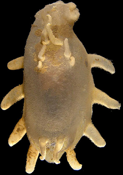 Census of marine life: Elpidia belyaevi, a new species of sea cucumber from the Arctic deep sea