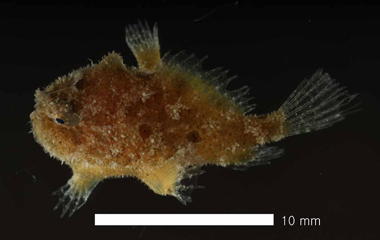 Census of marine life: Sargassum Fish from South Korea