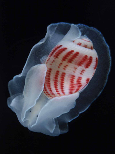 Census of marine life: Hydatinidae gen. sp. (red-lined paper bubble) off Japan