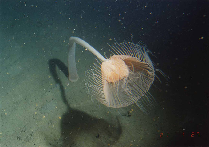 Census of marine life: Branchiocerianthus imperator, a solitary hydroid, Sagami Bay, Japan