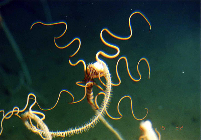 Census of marine life: Asteronyx loveni, a brittle star off Sanriku, Japan