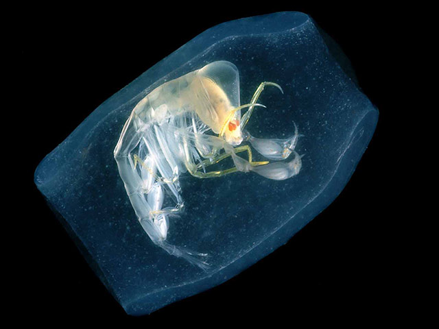 Census of marine life: Pelagic amphipod, Phronima sedentaria, in salp, N Gulf of Mexico