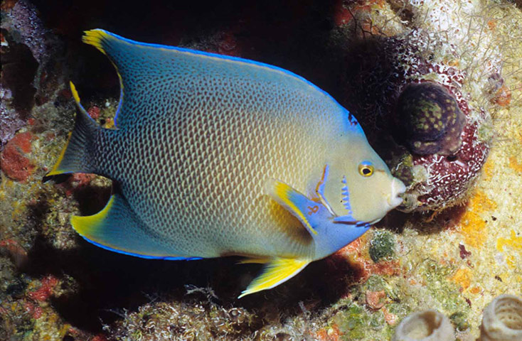 Census of marine life: Queen angelfish, Holacanthus ciliaris, near an oil rig in Gulf of Mexico