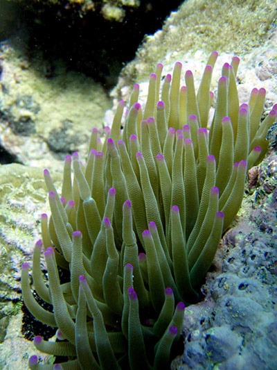 Census of marine life: Condylactis gigantea, Giant Caribbean Anemone