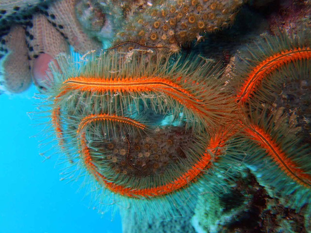 Census of marine life: Ophiothrix suensonii, sponge brittle stars in the Caribbean
