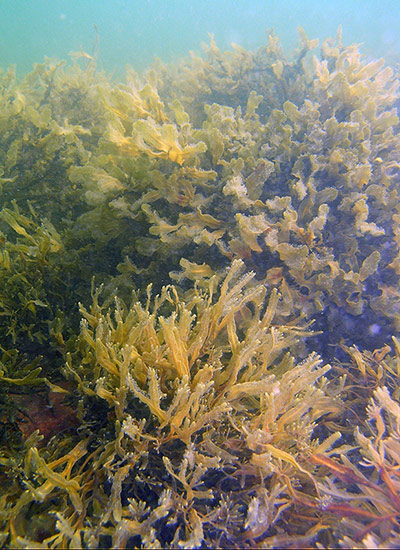 Census of marine life: Fucus radicans, Baltic endemic seaweed