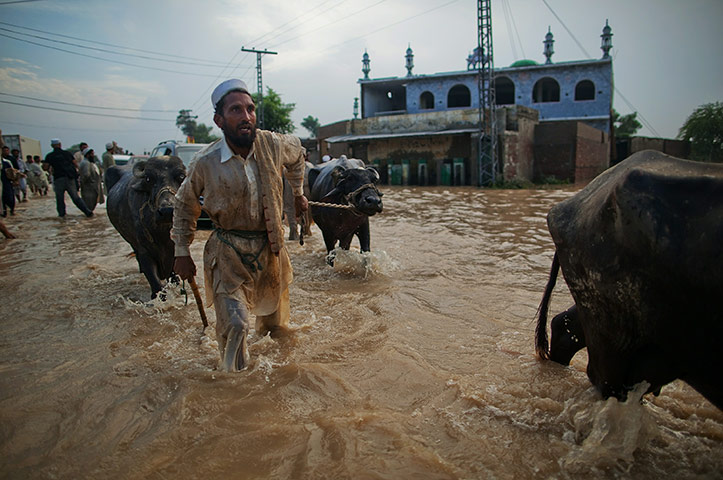 24 hours in pictures: Nowshera, Pakistan: A man leads his water buffalo through a flood