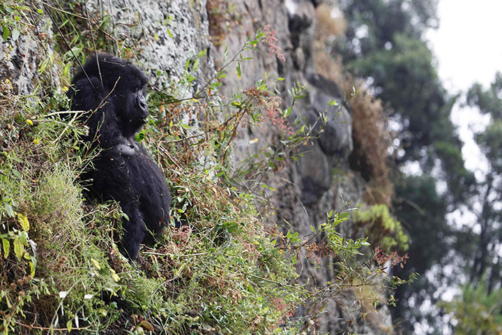 Week in wildlife: A adult female mountain gorilla in Virunga National Park