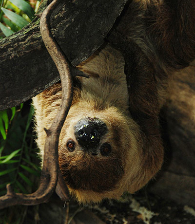 Week in wildlife: London Zoo sloths