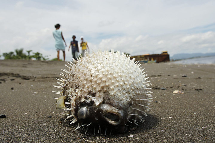 Week in wildlife: A dead puffer fish lies on the seashore of Naic, southwest of Manila