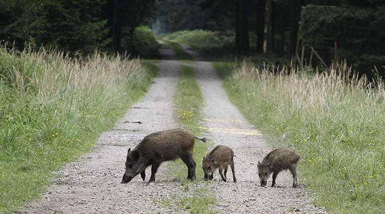 Week in wildlife: Wild boars stroll at a forest in Eglharting near Munich
