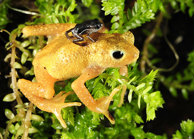 Week in wildlife: Kihansi Spray Toads Make Historic Return to Tanzania