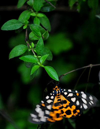 Week in wildlife: A butterfly feeds on the stem of plants