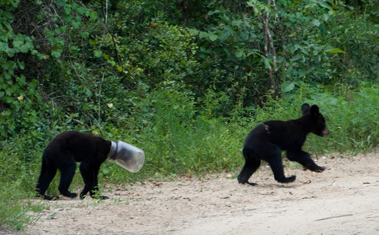 Week in wildlife: wo black bear cubs, one with a jug on its head in Ocala National Forest