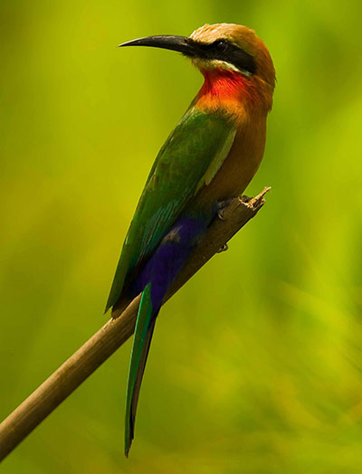 Week in wildlife: white-fronted bee-eater 