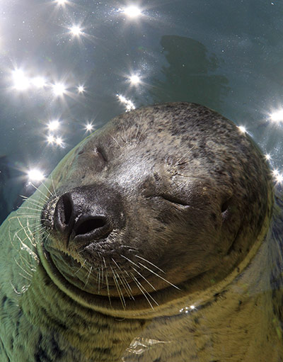 Week in wildlife: harbor seal