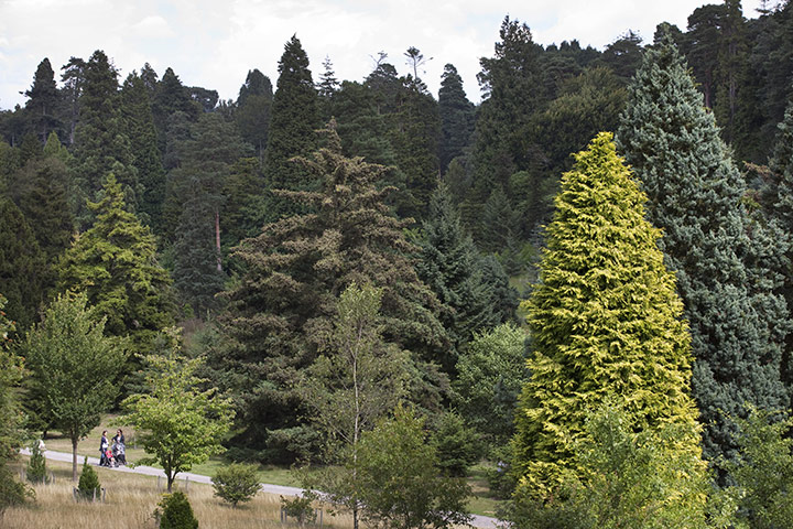 Week in wildlife: Trees in Bedgebury Pinetum