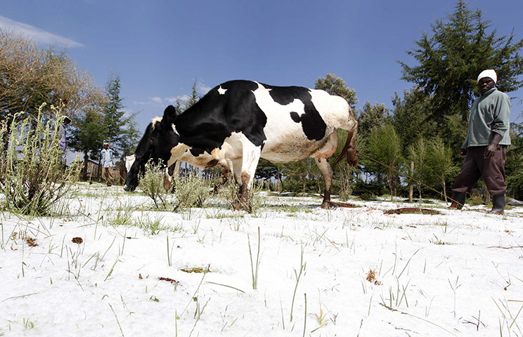 Week in wildlife: A man herds cattle after a heavy hailstorm in Nyahururu district