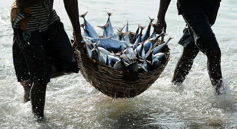 24 hours: Trincomalee, Sri Lanka: Fishermen carry their catch to shore