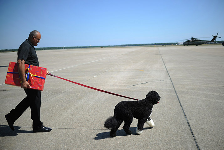 24 hours: Cape Cod, Massachusetts, USA: A White House staff member walks First Dog Bo