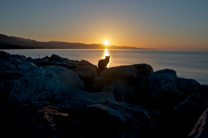 Blipfoto Gallery: Monday 23 August 2010: Marina cat sunrise