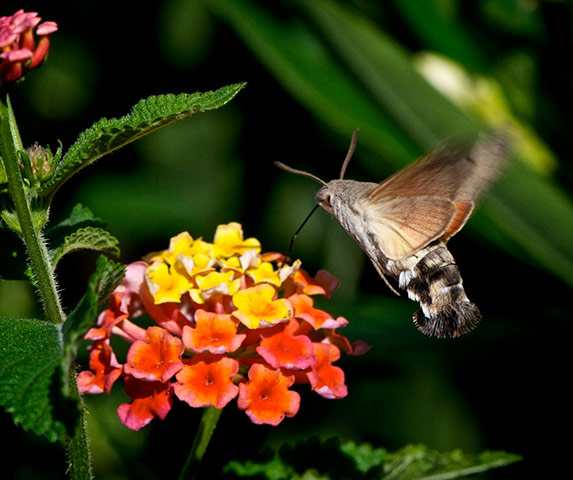 Blipfoto Gallery: Sunday 22 August 2010: Hummingbird Moth