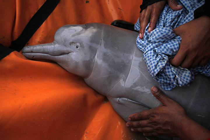 24 hours in pictures: a baby pink dolphin is taken care by biologists at the Pailas river 