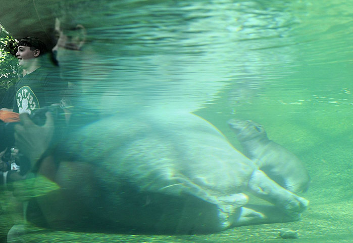 24 hours in pictures: baby hippo in berlin zoo
