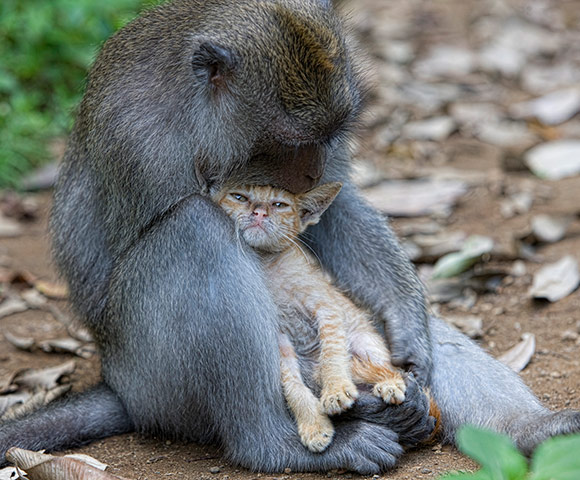 Monkey adopts Kitten: A long tailed macaque monkey adopted a kitten in Bali, Indonesia