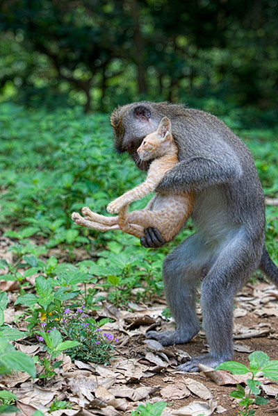 Monkey adopts Kitten: A long tailed macaque monkey adopted a kitten in Bali, Indonesia