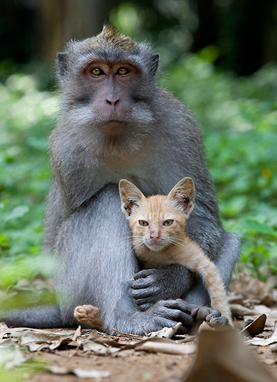 long tailed macaque