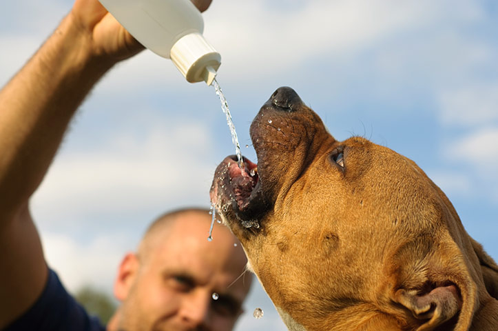 A dog ­drinking