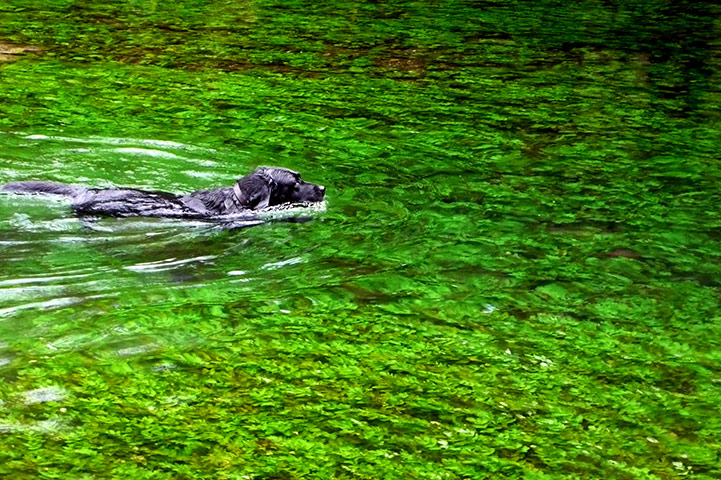 In pictures: Refresh: Dog swimming