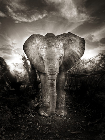 Orphaned elephants: David Sheldrick Wildlife Trust