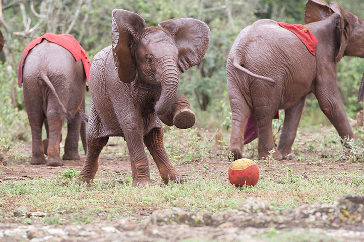 Orphaned elephants: David Sheldrick Wildlife Trust