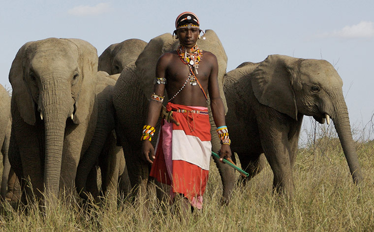 Orphaned elephants: David Sheldrick Wildlife Trust
