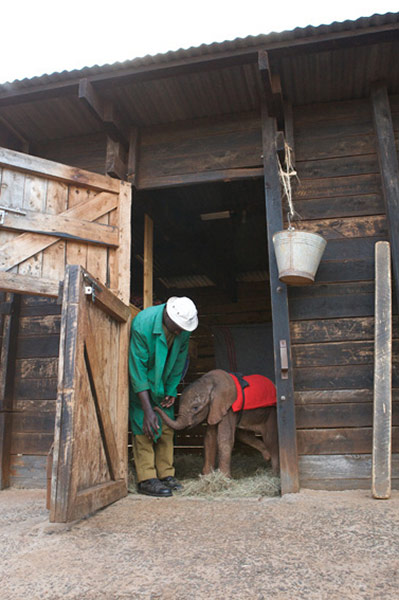 Orphaned elephants: David Sheldrick Wildlife Trust