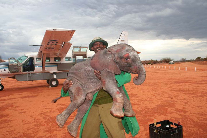 Orphaned elephants: David Sheldrick Wildlife Trust