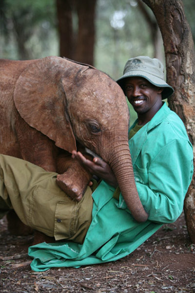 Orphaned elephants: David Sheldrick Wildlife Trust