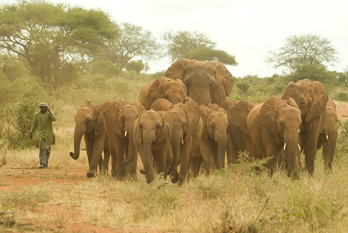 Orphaned elephants: David Sheldrick Wildlife Trust