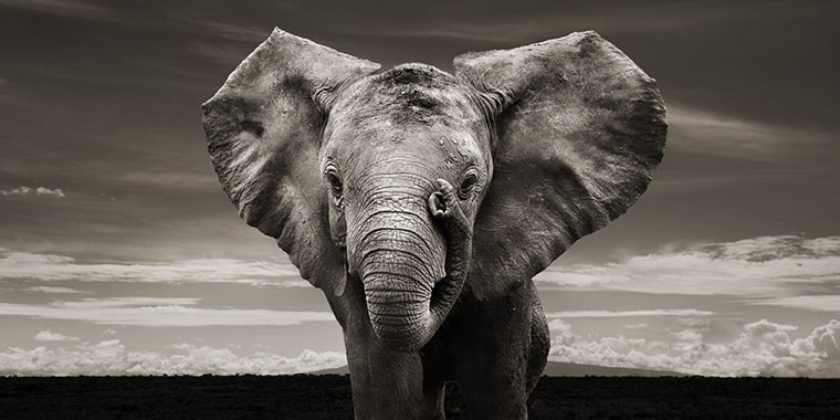 Orphaned elephants: David Sheldrick Wildlife Trust