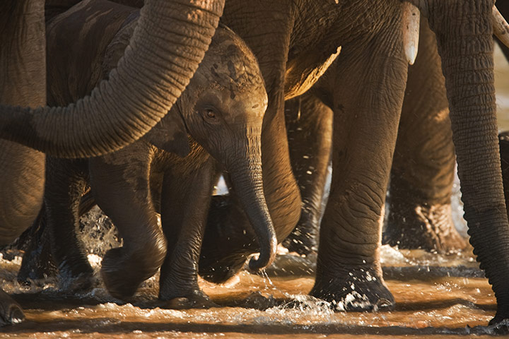 Orphaned elephants: David Sheldrick Wildlife Trust
