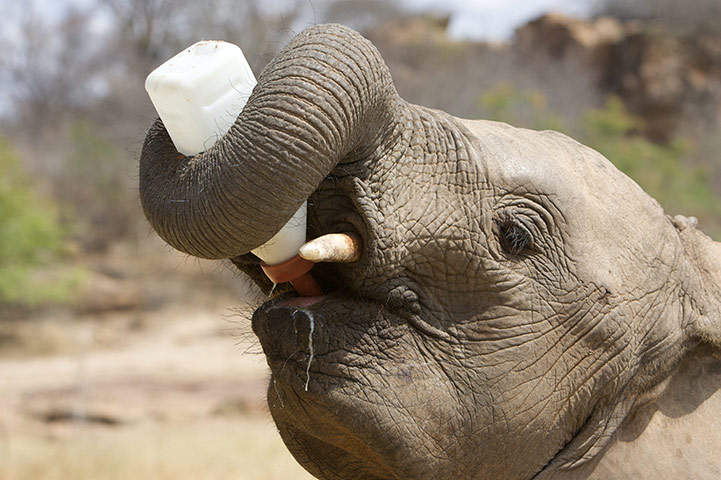 Orphaned elephants: David Sheldrick Wildlife Trust