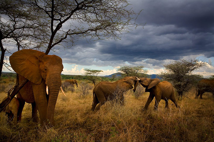 Orphaned elephants: David Sheldrick Wildlife Trust