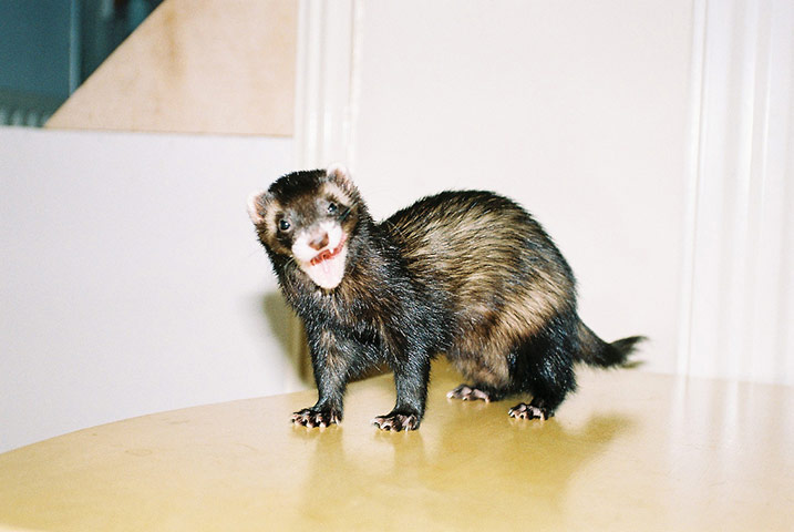 Guardian Camera Club: Matthew Roberts participates in the pet photography monthly assignment