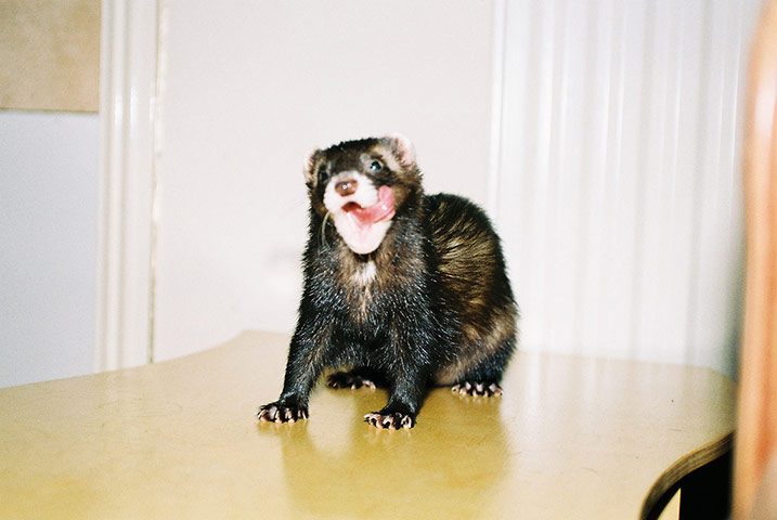 Guardian Camera Club: Matthew Roberts participates in the pet photography monthly assignment