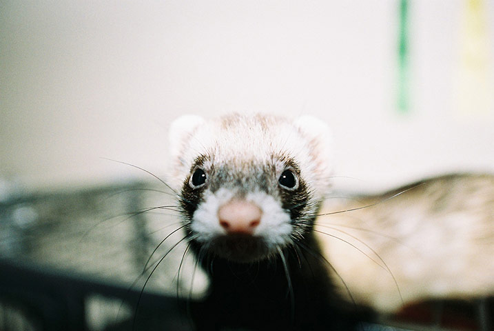 Guardian Camera Club: Matthew Roberts participates in the pet photography monthly assignment