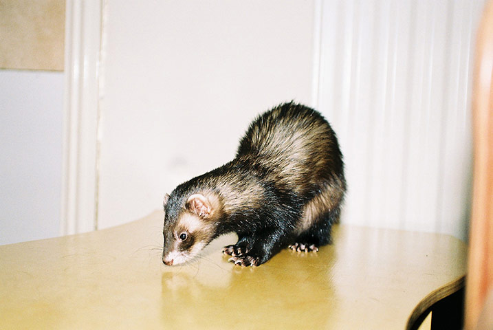 Guardian Camera Club: Matthew Roberts participates in the pet photography monthly assignment